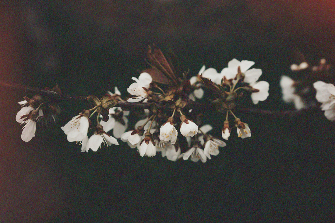 Land in the Sky: Silent Spring