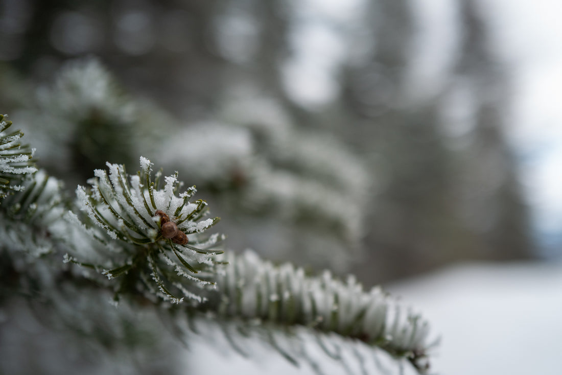 Best Free Ski Movies Online