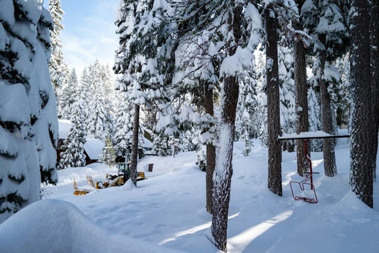 Snow covered trees in Lake Tahoe